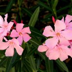 Oleander obyčajný (Nerium oleander) ´TITO POGGI´- LOSOSOVÝ - výška 50-70 cm, kont. C3L (-10/-12°C)